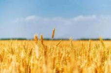 今日芒种:“芒”有所获,种有所得